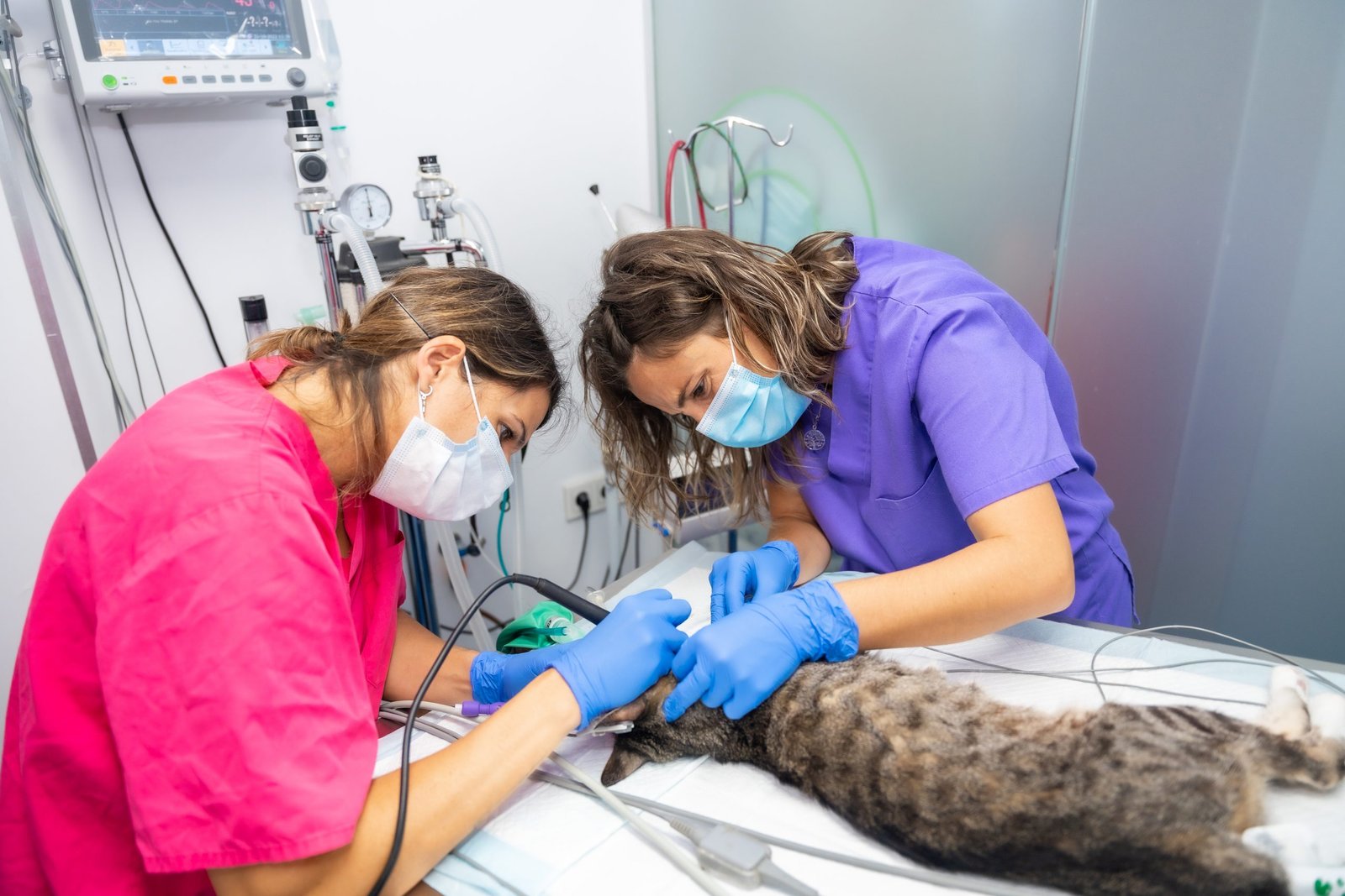 On-site oxygen generator for veterinary clinics